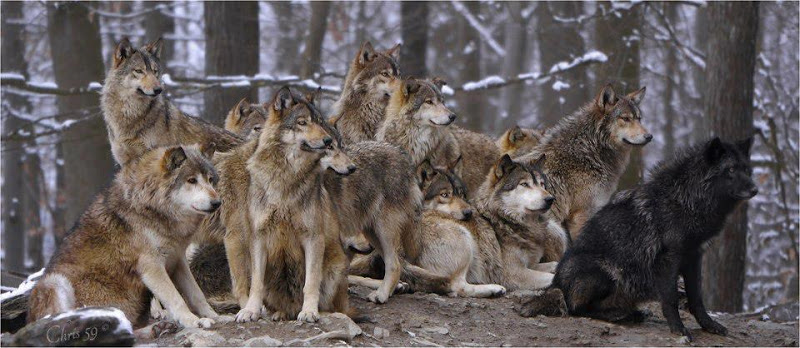 "Ситуация и так ужасная, волки с лисами стаями будут нападать на блокпосты", - охотники о запрете до окончания АТО отстрелов