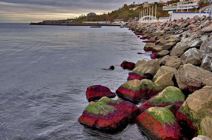 Одесское побережье укрыли красные водоросли - экологи бьют тревогу и говорят о большой опасности: кадры