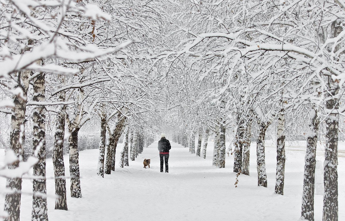 В Украину идет снегопад: синоптики рассказали, какие области первыми засыпет снегом 