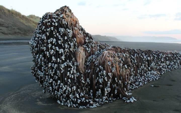 ​Фото необычного предмета на пляже Новой Зеландии взорвало сеть: дреды морского дьявола или обломки корабля