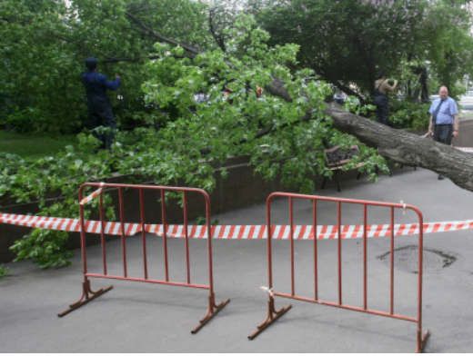 Первые жертвы бушующей в Одессе стихии: упавшее дерево убило пенсионерку и раздавило автобус с людьми (кадры)