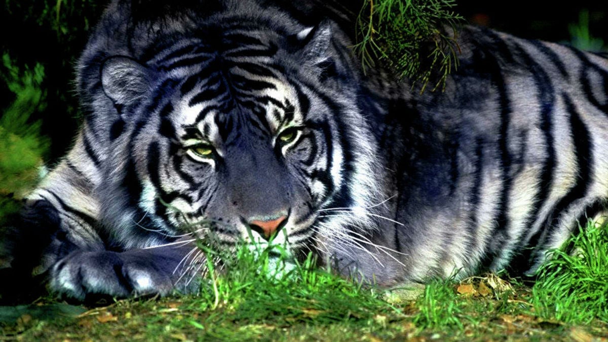 Везунчики 2022 года: кому Черный Тигр подарит яркие эмоции и поможет исполнить желания 