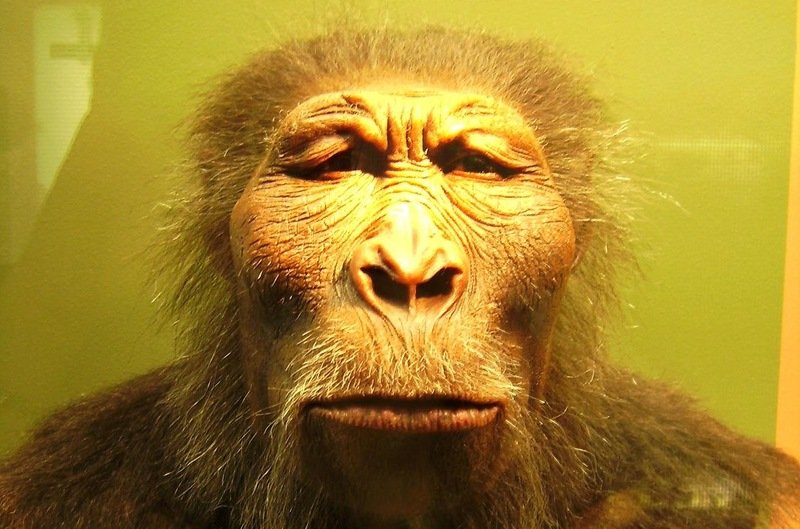Ученые "оживили" "тупиковую ветвь" эволюции человека из Южной Африки – кадры