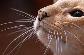 Зачем кошкам усы и почему их ни в коем случае нельзя обрезать