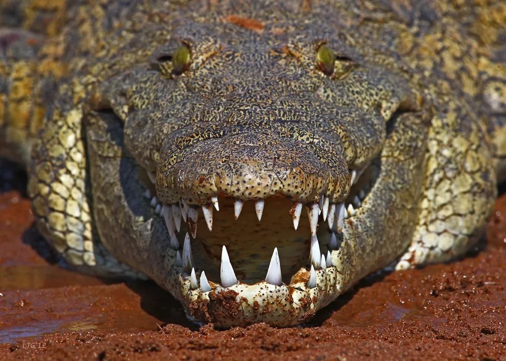 Гигантский крокодил на глазах у туристов агрессивно разделался с леопардом: очевидцы показали кадры нападения
