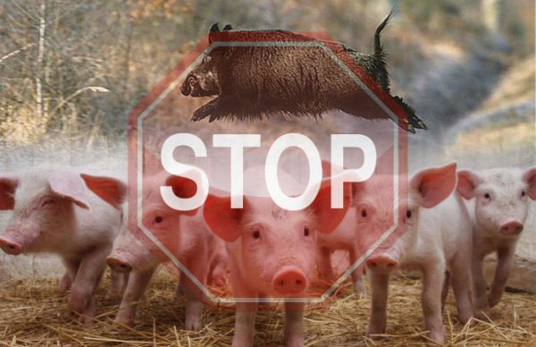 Украина запретила ввоз свинины из Польши: в Киеве назвали причину остановки импорта мяса