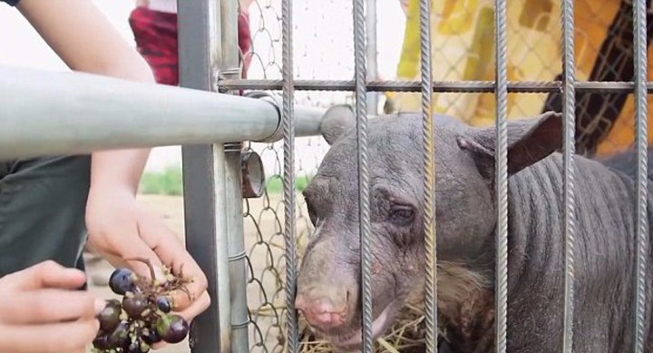 Южноамериканские зоологи спасли от гибели доведенную до изнеможения медведицу, лишившуюся шерсти и зубов из-за жестокого обращения (кадры)