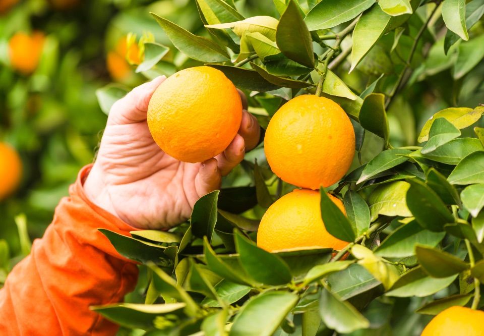 Всеми любимый продукт резко дорожает во всем мире – Bloomberg называет причины