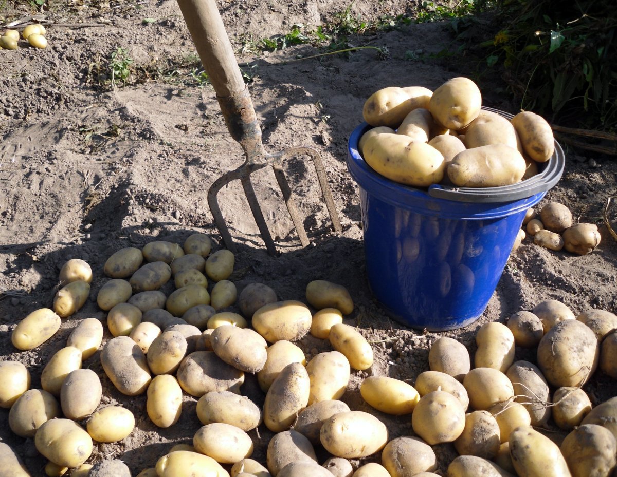 В Киевской области муж нанес жене смертельный удар ведром по голове за отказ копать картошку