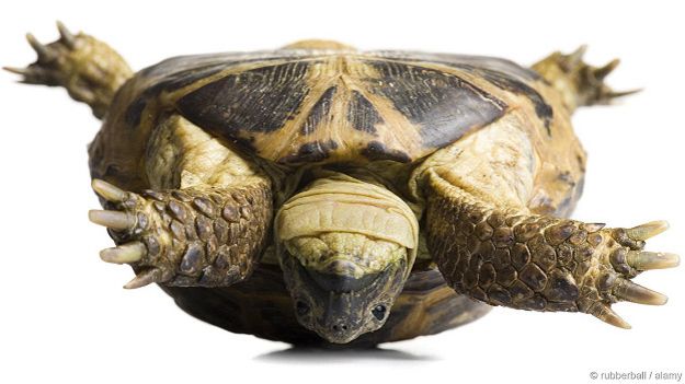 Тайны черепах: как обладательница панциря переворачивается со спины на живот?