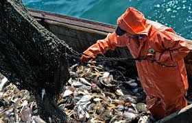 Оккупанты захватили 90% рыболовецких ресурсов Украины в Черном море