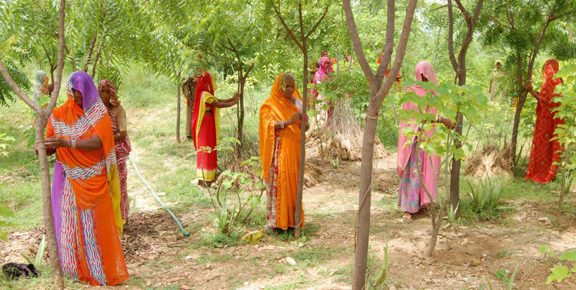 Индия побыла мировой рекорд по любви к деревьям