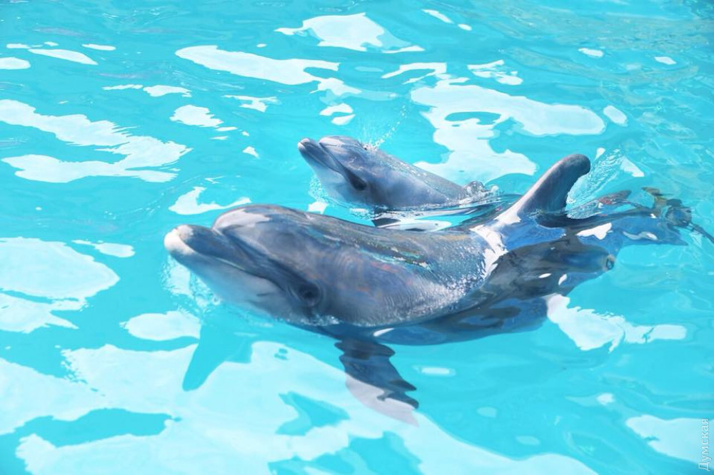 У тренеров были слезы на глазах: в Одессе прямо на выступлении самка дельфина родила малыша – первые кадры