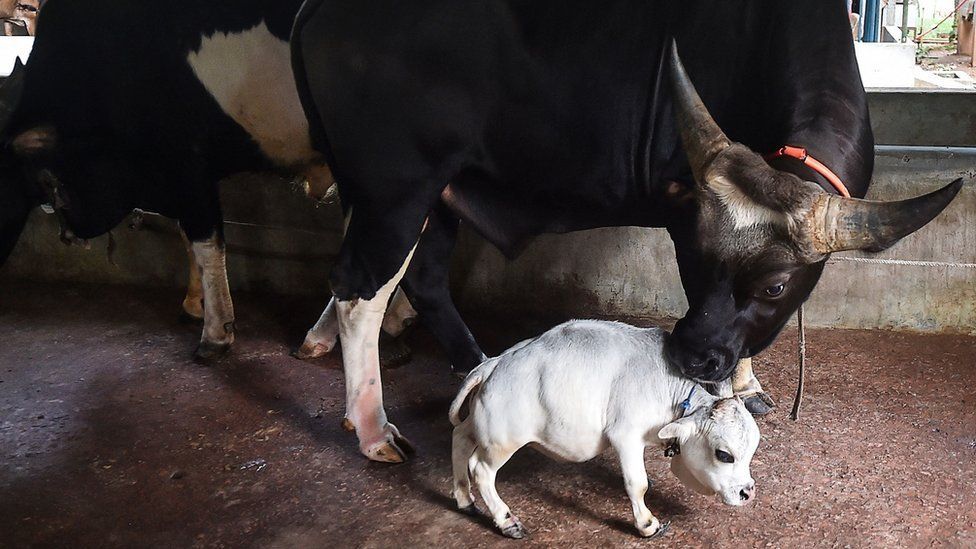 ​Самая миниатюрная корова боится крупный рогатый скот и счастлива сидеть на руках - кадры