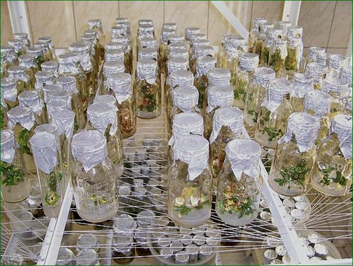 Россия создаст "Ноев ковчег" с замороженными биоматериалами всех живых организмов