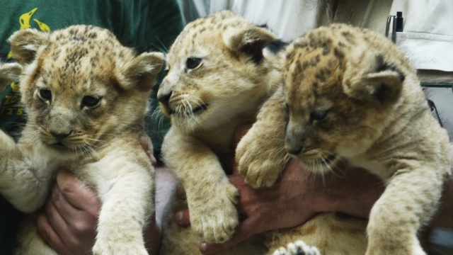 В Петербурге на автостоянке обнаружили львят
