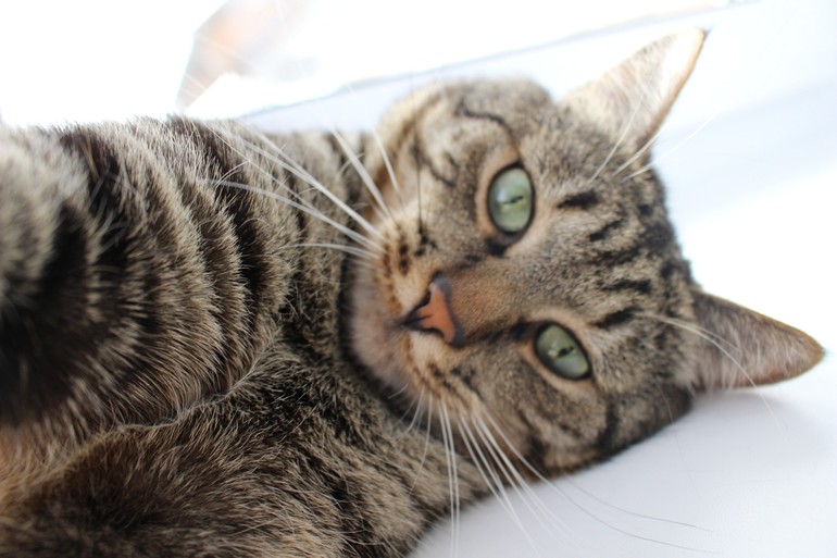 Хитом Интернета стало фото бесстрашного кота на фоне ротвейлеров