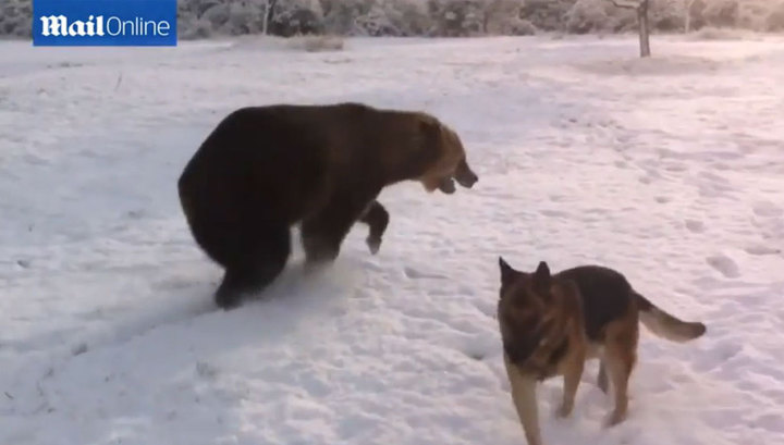 Новый хит YouTube: медведь, играющий с собакой, стал звездой Интернета 