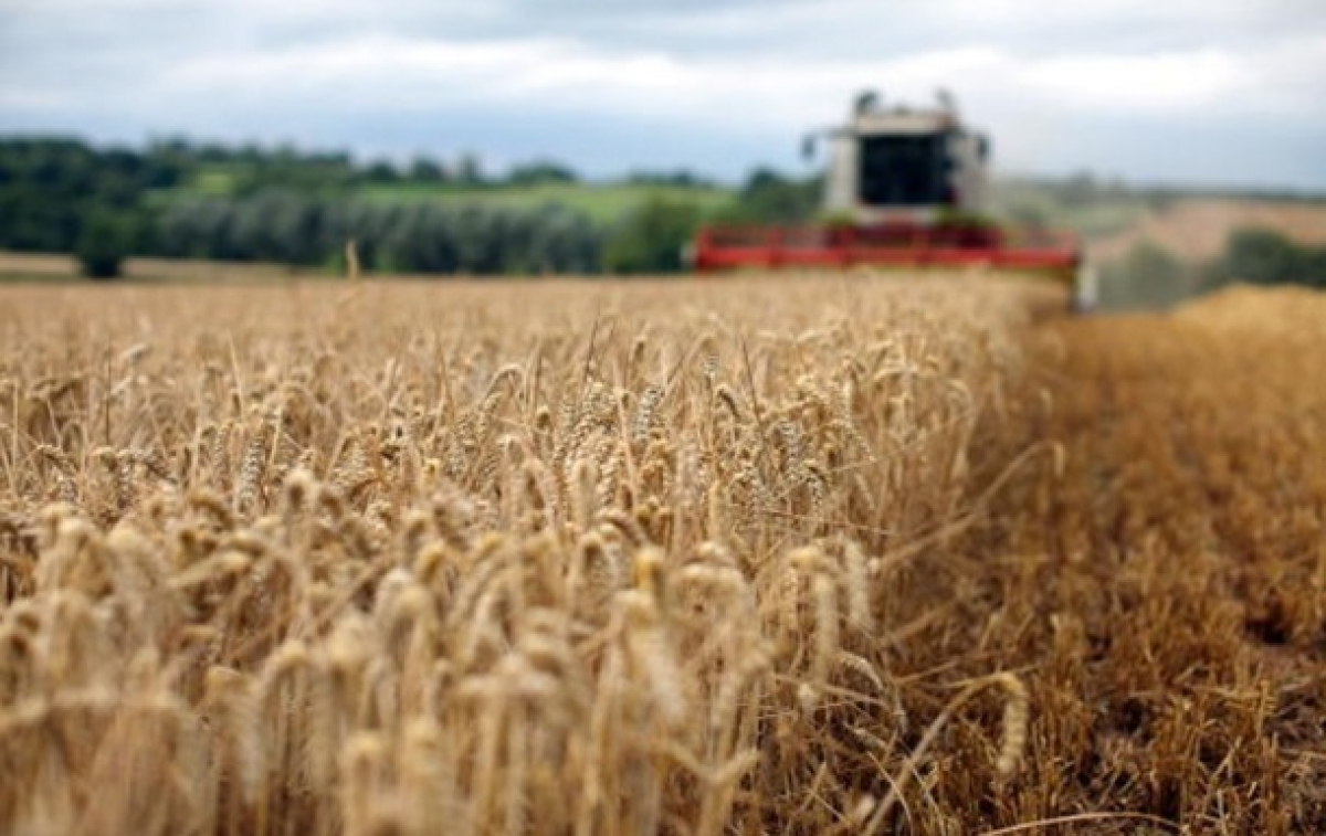 Рекордные показатели: на начало года общая доля экспорта аграрной продукции в Украине составила 46%