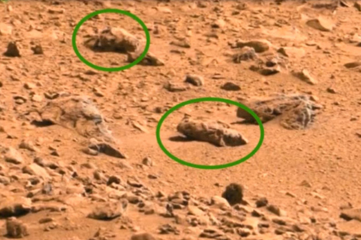 На снимках с Марса рассмотрели отряд хищных насекомых