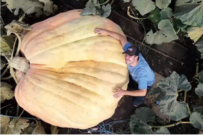 Фермер после 30 лет выращивания тыкв побил мировой рекорд: вес гиганта ошеломляет