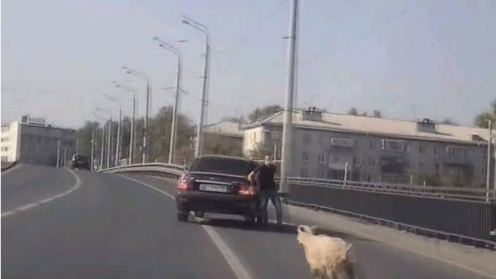 Суровые водители Казани: неутомимый баран спасался бегством от перспективы шашлыка