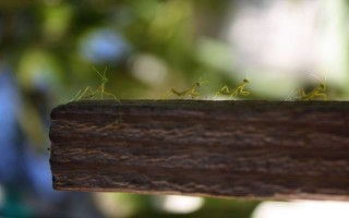 В Москве и Подмосковье иммигрируют богомолы