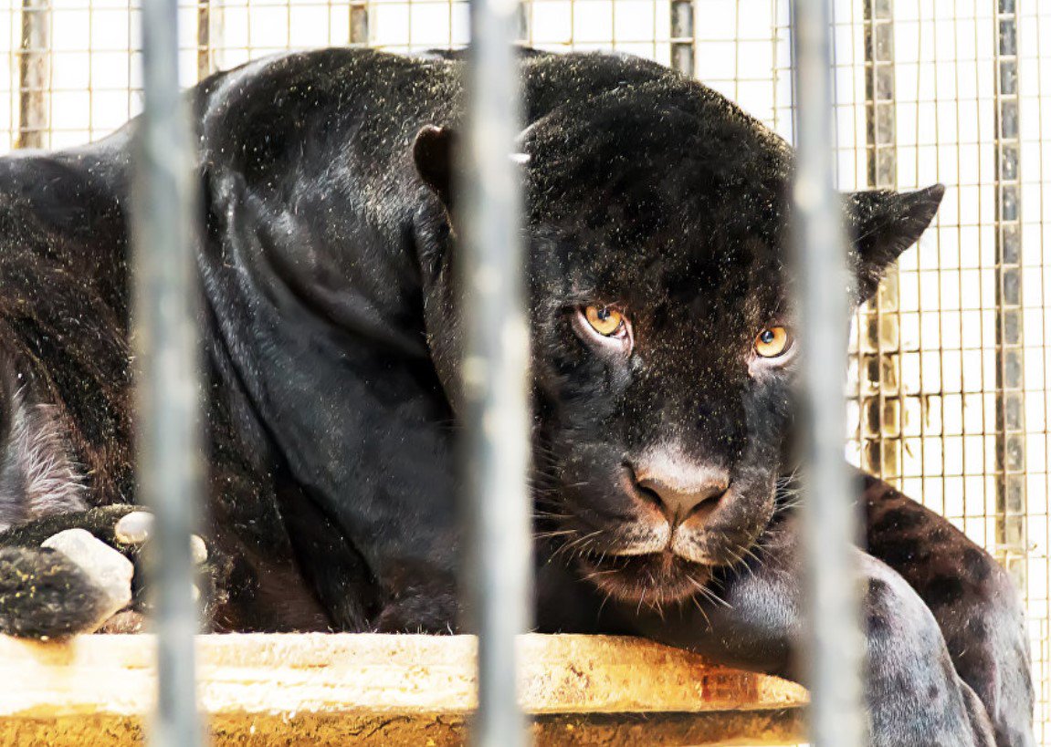 В России в частном зоопарке пантера загрызла человека: стали известны неожиданные подробности трагедии