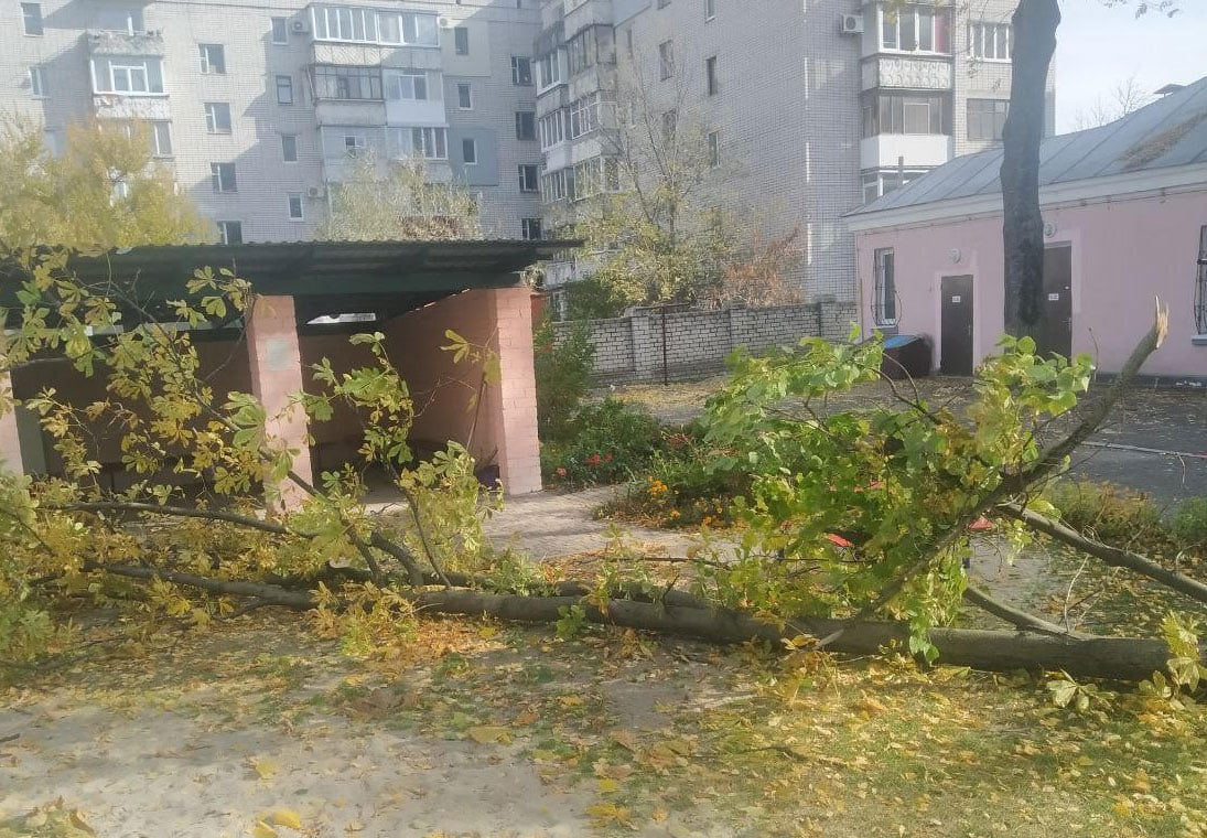 Упало дерево – на Полтавщине в детсаду девочка по роковой случайности лишилась жизни 