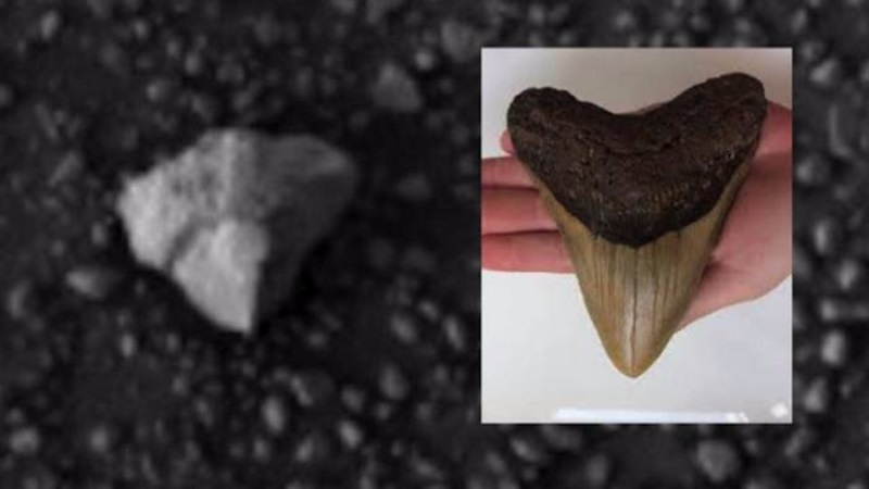 Зуб гигантского существа найден на Марсе: останки доисторической акулы вызвали фурор в научном мире - фото