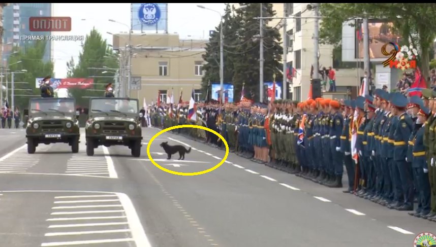 Дворняжка на "параде" оккупантов 9 мая в Донецке: соцсети сообщили о страшной участи собаки-героя