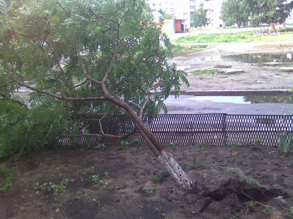 В Харькове стихия обрушила два десятка деревьев