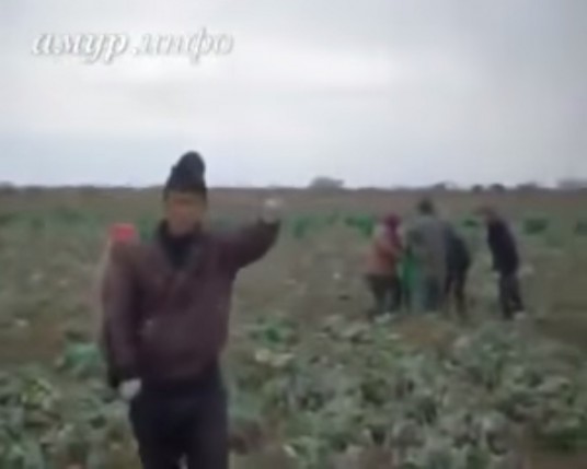 Китайские крестьяне избивают российских фермеров на арендуемом поле в Амурской области