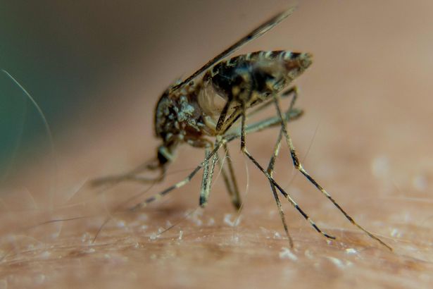 Созданы комары-мутанты, которые не кусают людей, – уникальные кадры