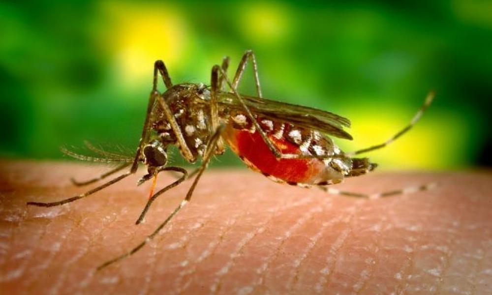 Названы действенные способы уберечься от комаров