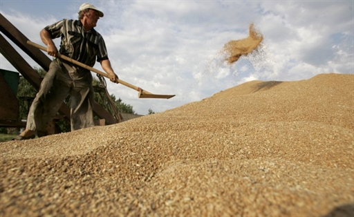 Зерно в обмен на жемчуг: Украина и Нидерланды наращивают товарооборот