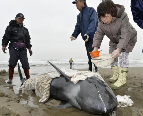 В Японии массово выбросились на берег дельфины