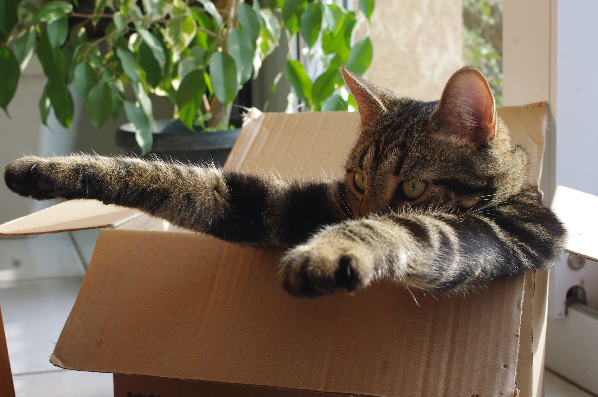 Ученые разгадали формулу любви котов к коробкам