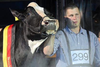 В Германии на конкурсе красоты среди коров победила Леди Гага 