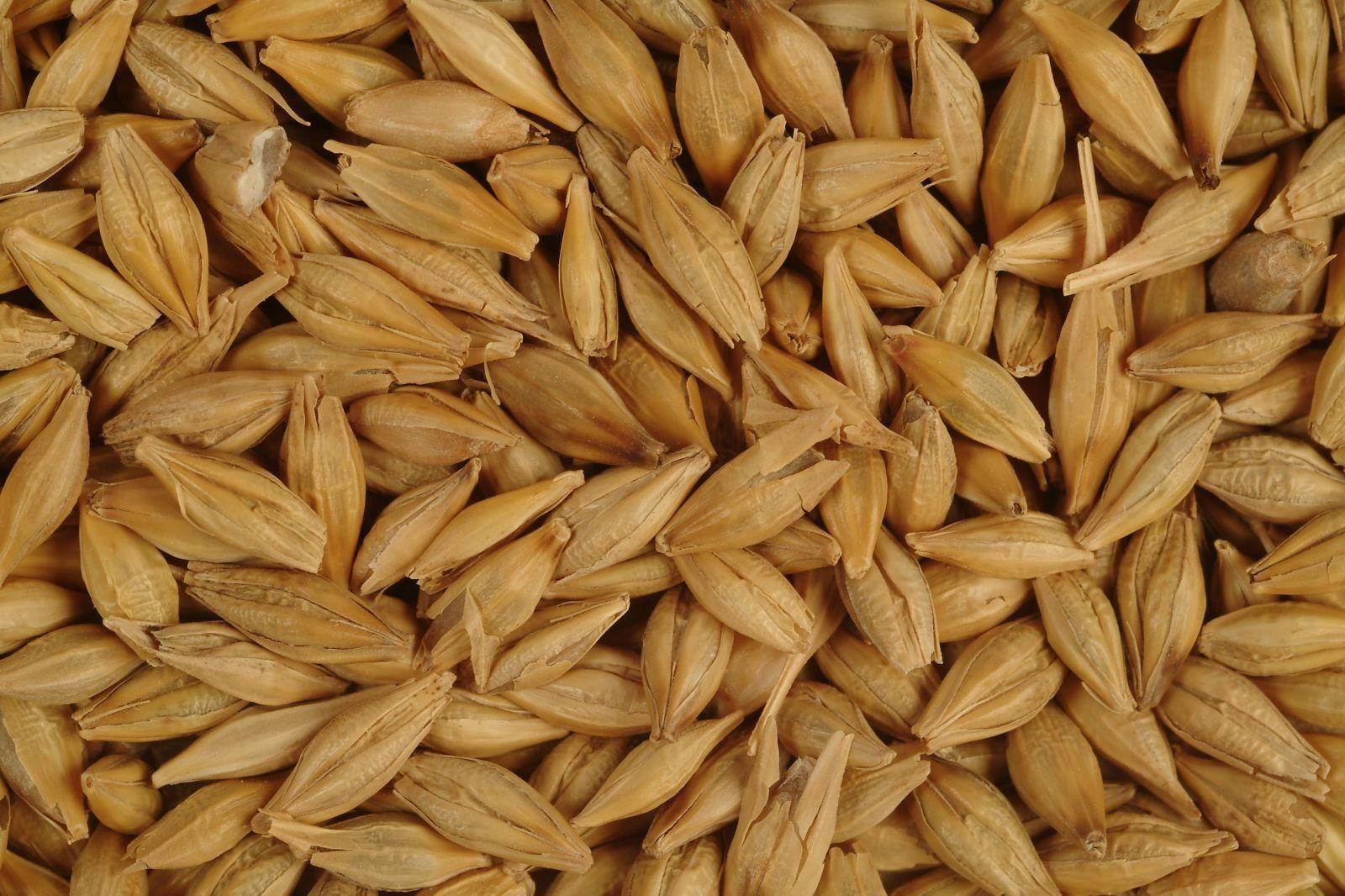 Китай закупил 51% всей пшеницы мира: чем это обернется для других стран