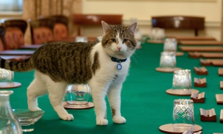 Все уйдут, а я останусь: премьер-министр Великобритании Кэмерон отправляется в отставку, его кот Ларри остается на Даунинг-стрит