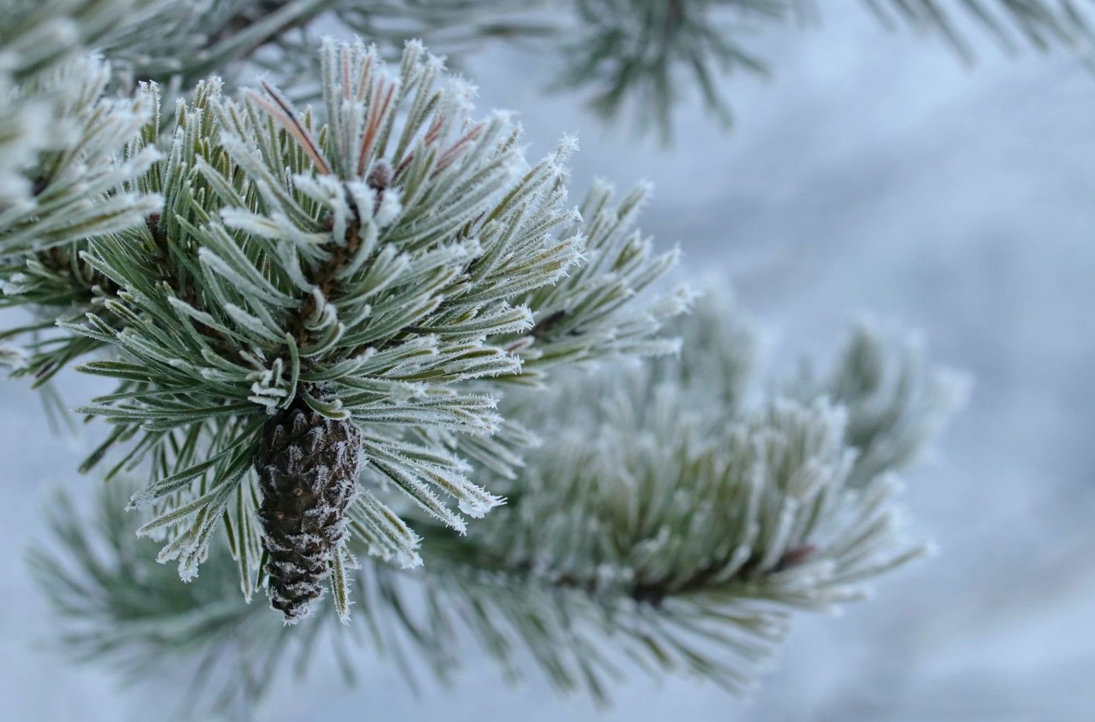 Украину накроют снег и штормовой ветер – каким регионам приготовиться