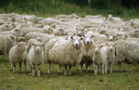 Москаль: на Луганщине боевики украли у фермера 80 овец