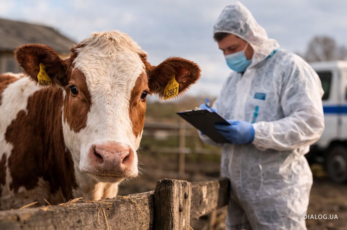 США заподозрили Россию в сокрытии эпидемии ящура