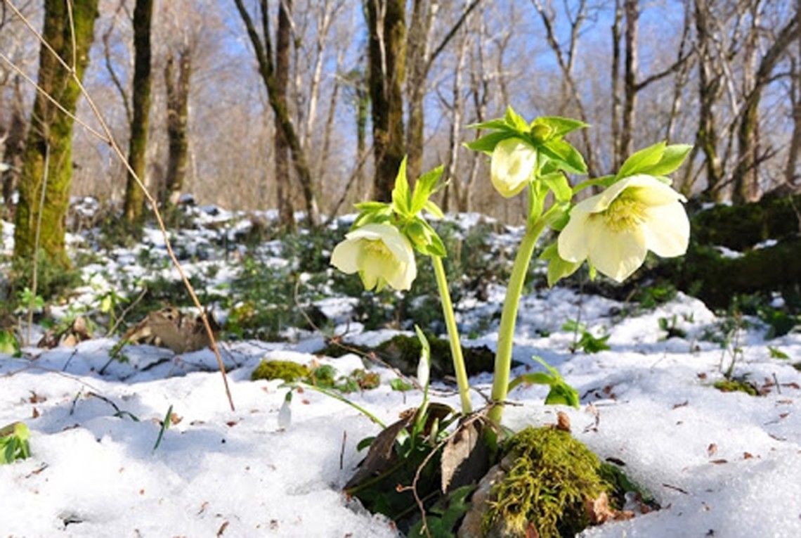 ​Аномальное потепление до +12 градусов: в Украине погода "репетирует" приход весны
