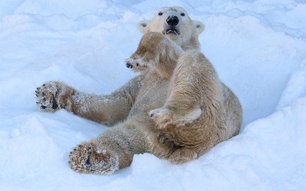 Видеохит: Бурная реакция белых медведей на 26 тонн снега