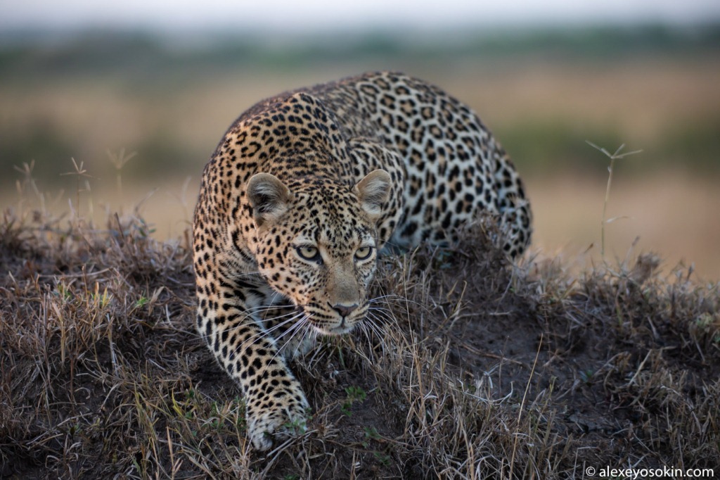 Найди леопарда на фото: Сеть "захватил" новый флешмоб - многие не могут решить головоломку