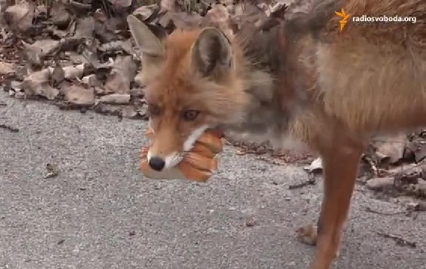 В Чернобыле лиса сама "приготовила" себе бутерброд