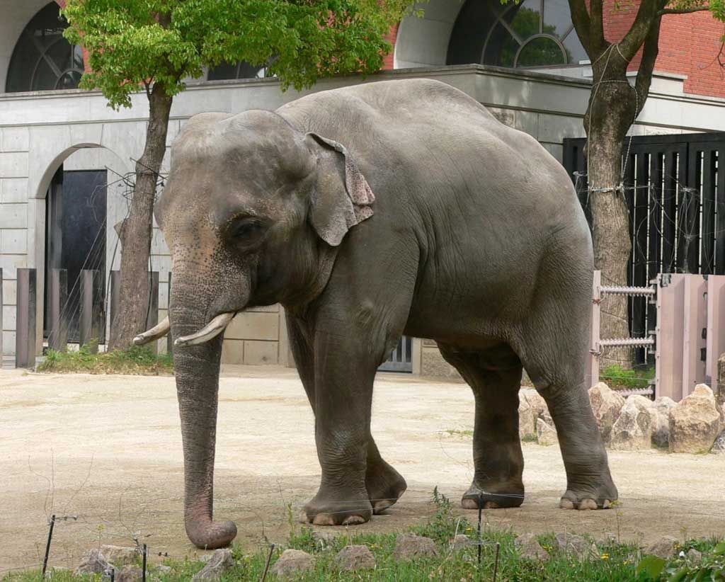 Трагедия в зоопарке в Марокко: слониха убила ребенка на глазах у родителей
