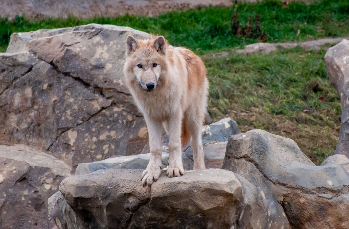 Реакція полярних вовків на повітряну тривогу у зоопарку Харкова потрапила до Мережі